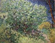 Vincent Van Gogh, The Bush